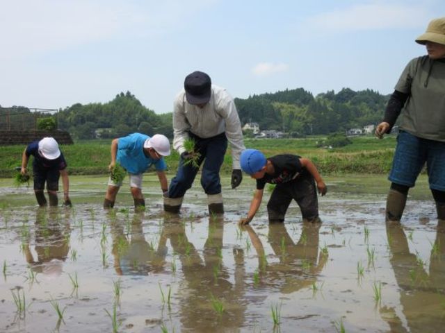 田植えのようす近景