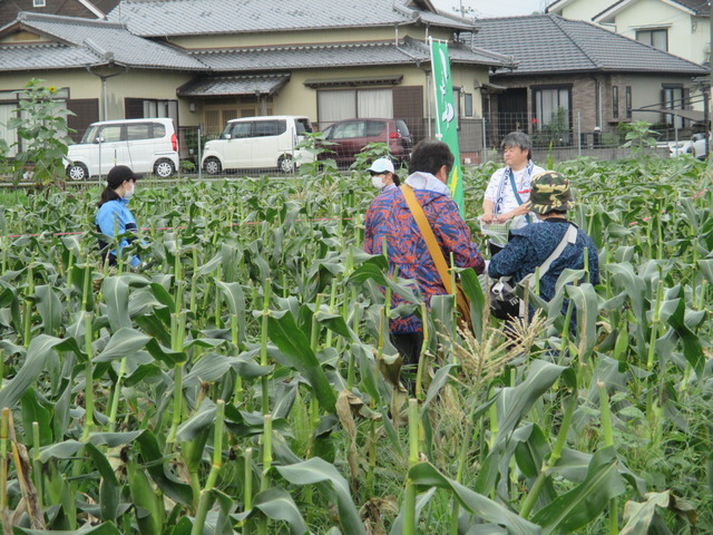 犬飼町協とうもろこし1