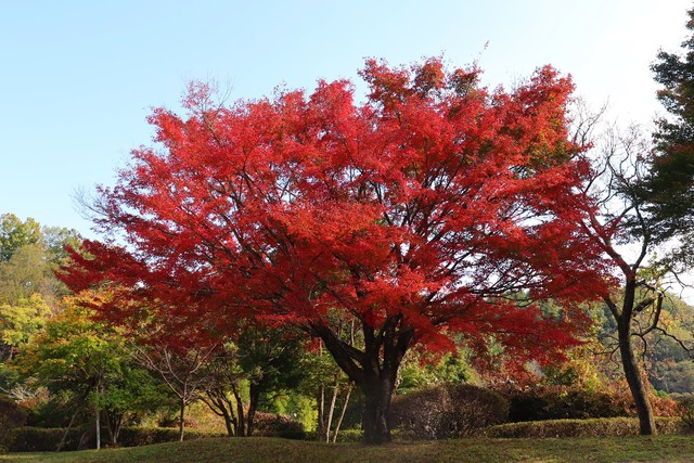 令和5年 紅葉1