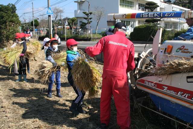 脱穀のようす