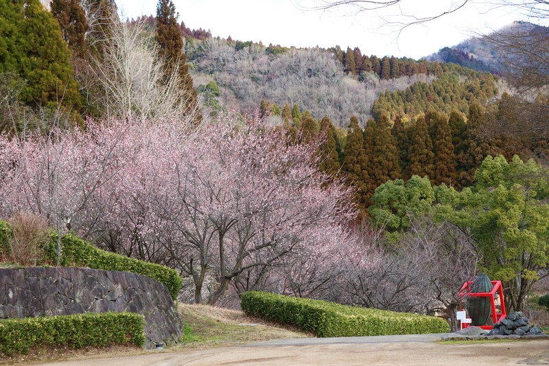 梅の花4