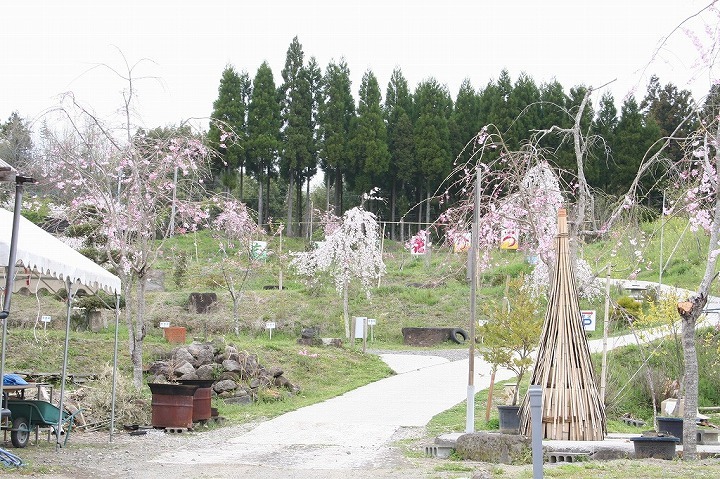 ちとせ花広場1