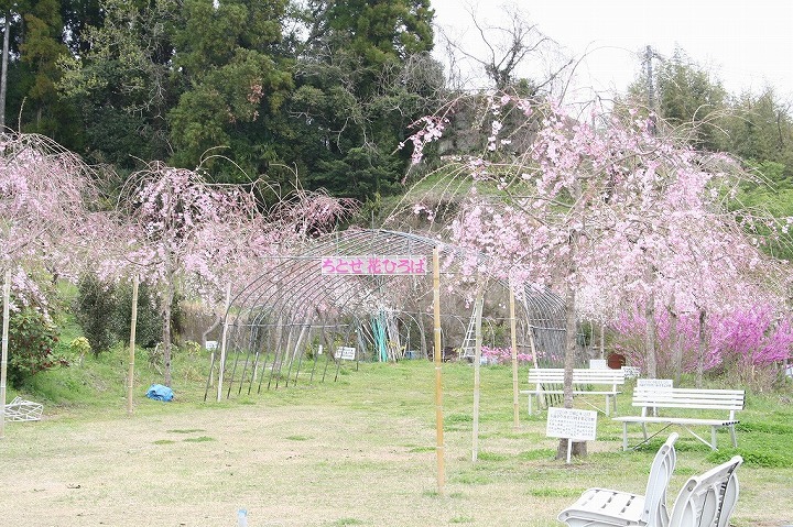 ちとせ花広場 2