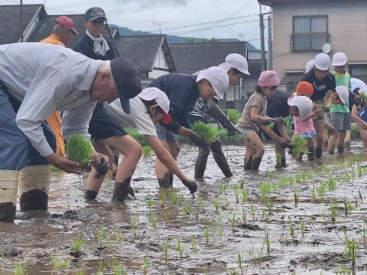 千歳園児・児童・田植え体験4