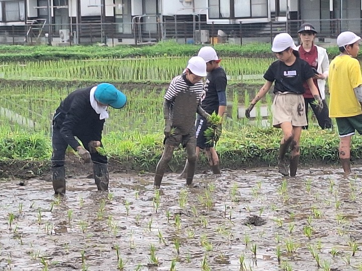 千歳園児・児童・田植え体験5