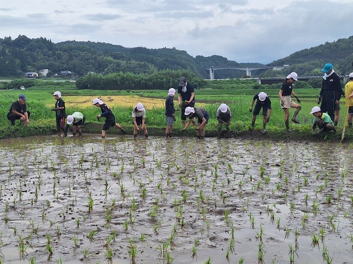 千歳園児・児童・田植え体験6