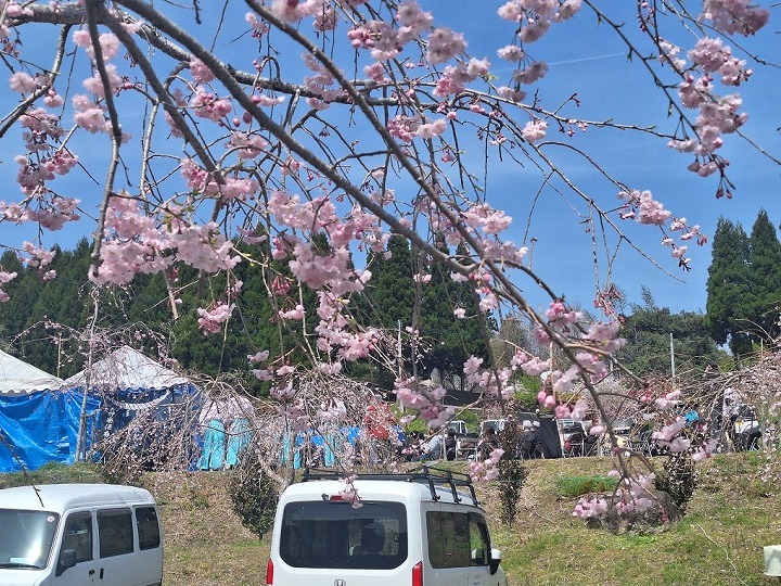 R7.3.30ちとせ桜まつり