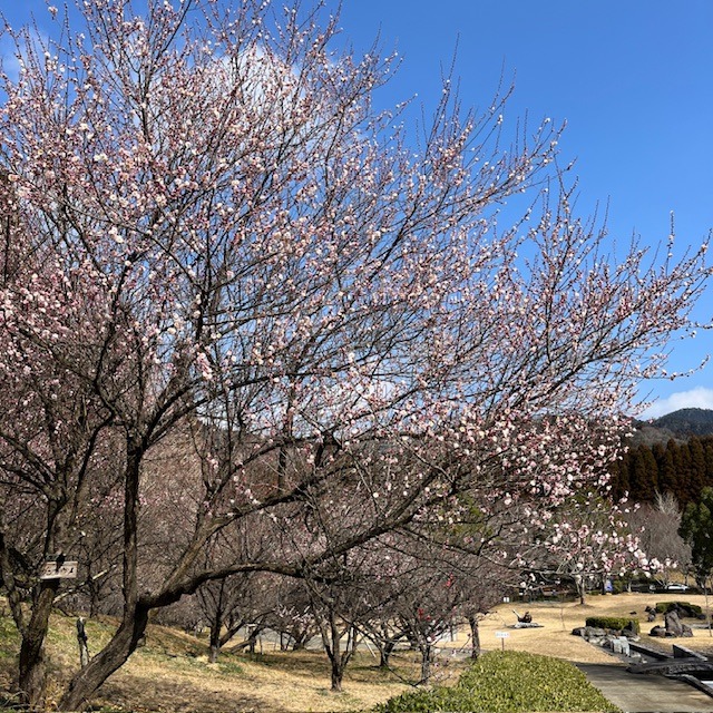 朝倉文夫記念公園2025 梅の花開花状況①