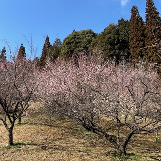 梅7