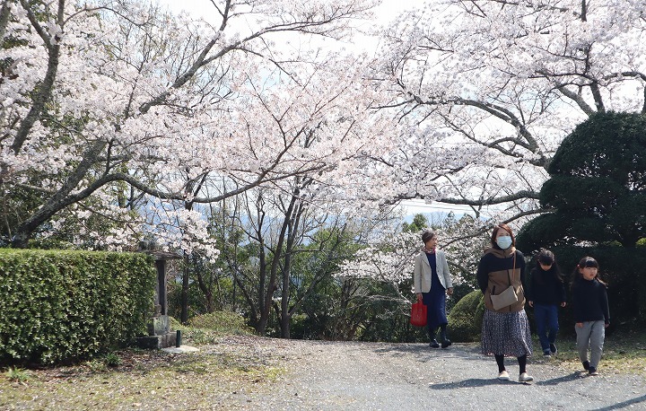 R7.4.3千歳町の桜1