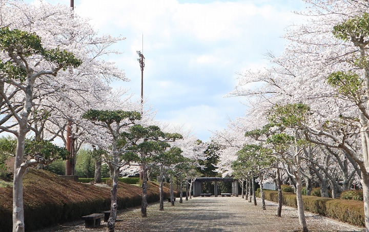 R7.4.3千歳町の桜2