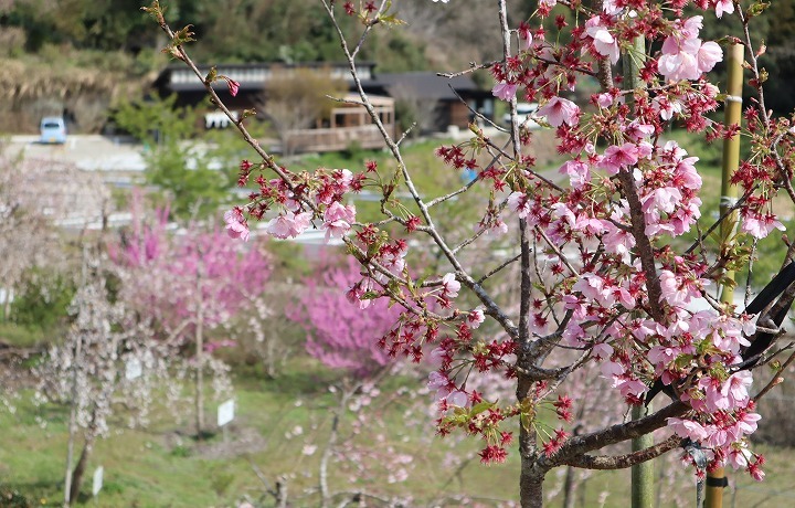 R7.4.3千歳町の桜3