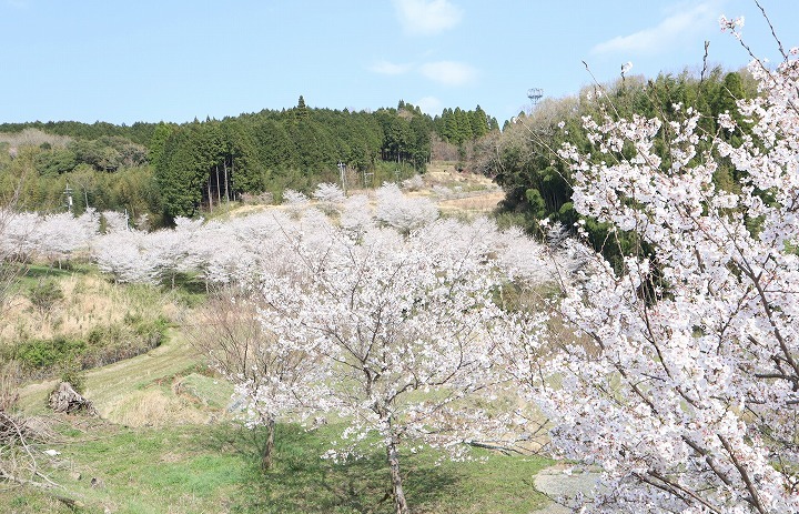 R7.4.3千歳町の桜4