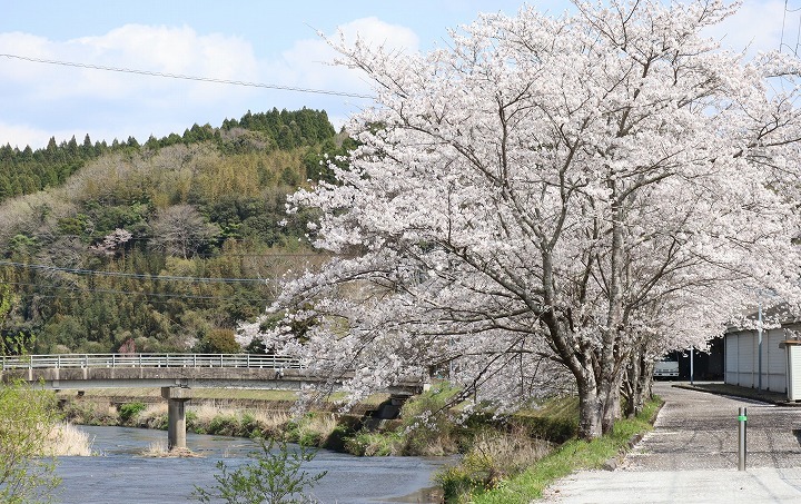 R7.4.3千歳町の桜5