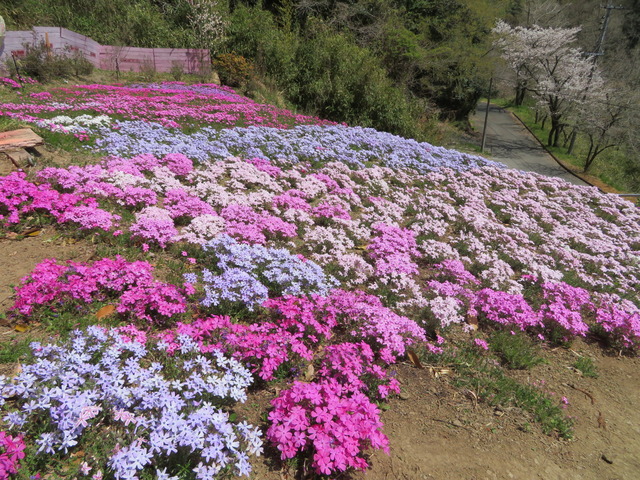 芝桜１