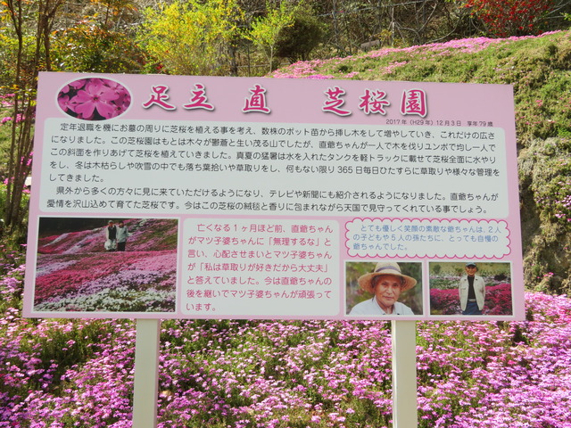 芝桜４