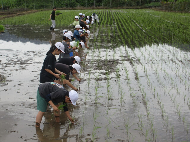 田植え②