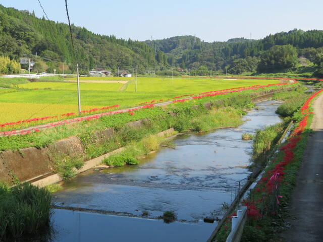 橋から望む