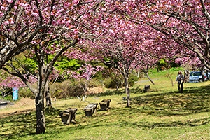 24.烏帽子岳（ぼたん桜)(A)