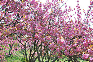 25.烏帽子岳（ぼたん桜）(B)