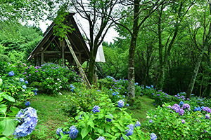 27.大辻公園（紫陽花）